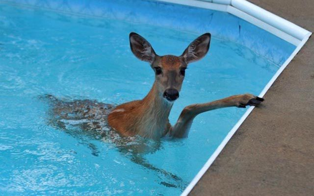 deer in pool without a pool cover 